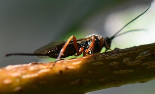 Réf. 299 045 : Earinus sp.